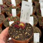 Venus Fly Trap 'gj Phalanx.' Special Import. - 2 Year Old Plant. 7.5CM Plastic Container.