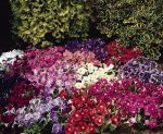 Petunia Carpet Mix Seed - 500 Pelleted Seed