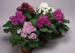 Primula Malacoides Prima Mix Seed - 250 Raw Seed
