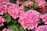 Hydrangea Early Pink 14CM Pot