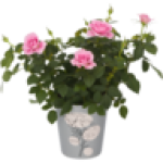 Pot Plant Colour May Vary