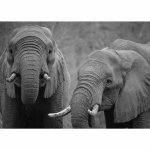 Disposable Placemats - Grey Elephant Faces