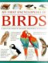 My First Encylopedia Of Birds   Giant Size     Paperback