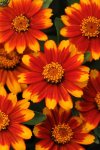 Zinnia Zahara Sunburst Seed - 500 Raw Seed