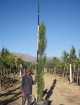 Cupressus Sempervirens Stricta 100LT