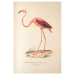 Flamenco Flamingo Print