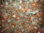Wild Dagga Leonotis Leonurus 300GR Whole Plant