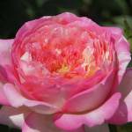 Never Ending Story Rose 5LT