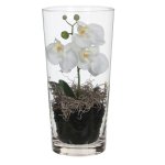 Phalaenopsis White In Vase In Giftbox - H30XD15CM