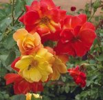 Josephs Coat Rose 5LT