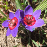 Babiana Rubrocyanea 5 Bulbs. Rare And Indigenous.
