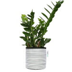 Black Stripy Planter - Small