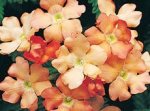 Verbena Obsession Apricot Seed - 20 Raw Seed