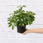 Umbrella Plant - 14CM Nursery Pot