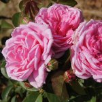 Pink Elephant Panarosa Rose 5LT
