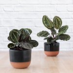 Calathea Medallion - In Matt Charcoal Pluto Planter