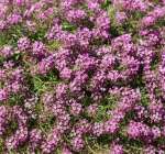 Lobularia Stream 14CM Pot