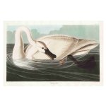 Swan Butterfly Art Print