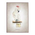 Salmon Crested Cockatoo Art Print - A3 420X297 Mm