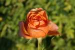 Cherry Brandy Hybrid Tea Rose 5LT