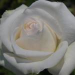 Free And Loyal Rose 5LT
