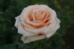 Anne Lorentz Hybrid Tea Rose 5LT