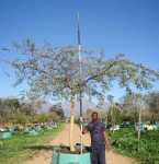 Acacia Sieberiana Paperbark 1000LT