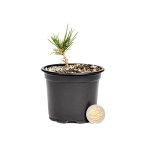 Japanese Black Pine Stock - 2 Year Old Material Release Date 2023