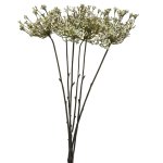 - Queen Anne Lace - Cream Pack Of 12 Stems - 72CM