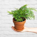 Black Rabbit's Foot Fern - 14CM Nursery Pot