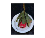 Tea Towel Protea On Enamel Dish
