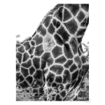 Super Safari 3 Art Print - A1