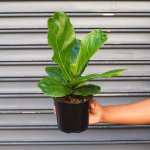 Fiddle Leaf Fig - 14CM Nursery Pot