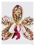 Coral Orchid Art Print - A4