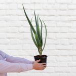 Tree Aloe - 19CM Nursery Pot