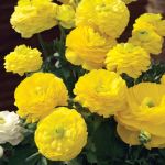 Ranunculus Mache Yellow Seed - 250 Pelleted Seed