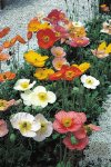 Poppy Champagne Bubbles F1 Mix Improved Seed - 100 Primed Seed