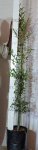 Olea Africana Wild Olive 10LT