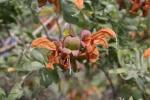 Salvia Africana Lutea 17CM