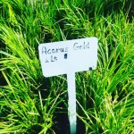 Acorus Gold 4 Litres
