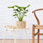Lacy Leaf Philodendron - In 16CM Shishi Palm Leaf Basket