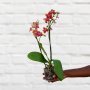 Moth Orchid - MINI - Yellow With Purple Speckles - 9CM Nursery Pot 2 Stems