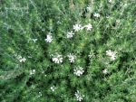 Click & Plant Online Nursery