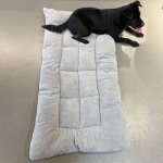 Plush Dog Bed Xlarge DCB20