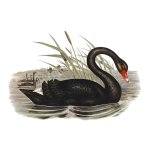 Black Swan Art Print