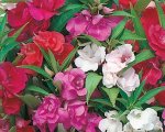 Balsam Tom Thumb Mix Seed - 20 G Raw Seed