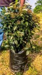 Viburnum Tinus Lucidum 20LT