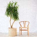 Dragon Tree - Alchemy - Extra Large - In 45CM Sinan Basket 1.7M