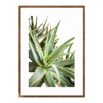 Krantz Aloe - A4