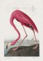 Canvas Wall Art - Pink Flamingo From Birds Of America A0